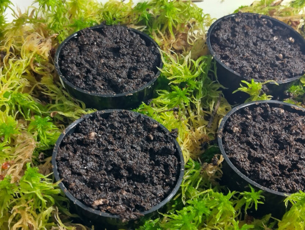 Seed grow cups planted with some Venus Flytrap seeds surrounded by a bed of live sphagnum moss. 
