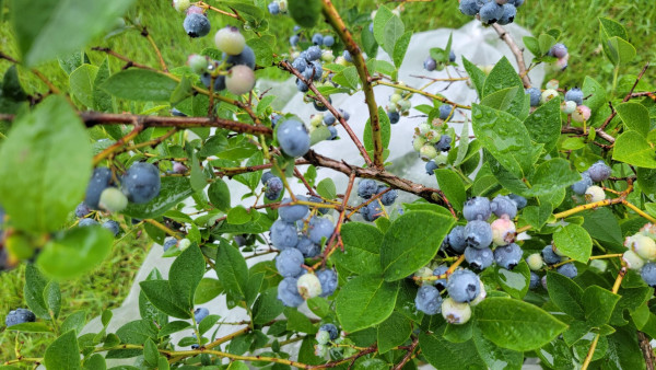 Ripe and unripe blueberries on a small bush