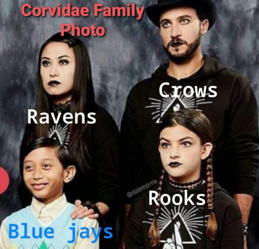 Family portrait of three very goth people and one cute little guy in a blue sweater vest. The photo is labeled Corvidae Family Photo, and the goths are labeled Ravens, Crows, and Rooks. The little guy is labeled Blue Jays. The joke is that most corvids are black birds, but blue jays have jaunty, colorful plumage.