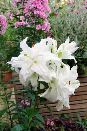 Many layered white lily
