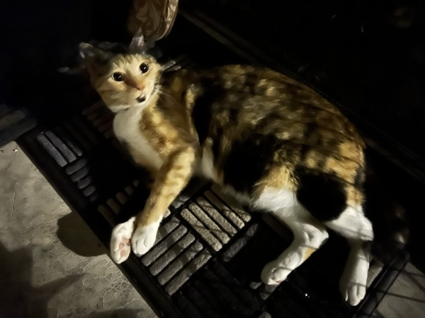 Photo prise de nuit montrant une chatte tricolore dans la pénombre, couchée sur le côté, sur le sol, et éclairée par une lumière latérale.
