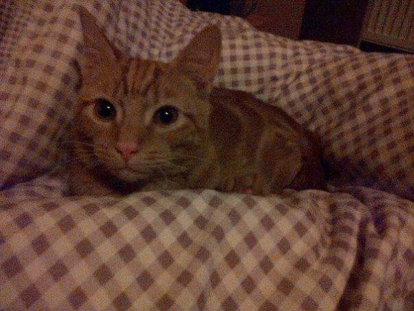 Colin, an orange kitten, nesting in a lilac-coloured checked duvet. He has massive ears and eyes.