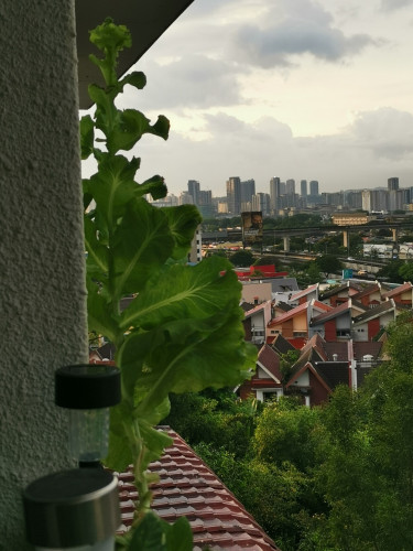 Salad growing from a balcony, behind a wall