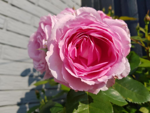 A sunlit, double-flowered, pink flower of an unnamed rose cultivar is on the backdrop of a grey brickwall