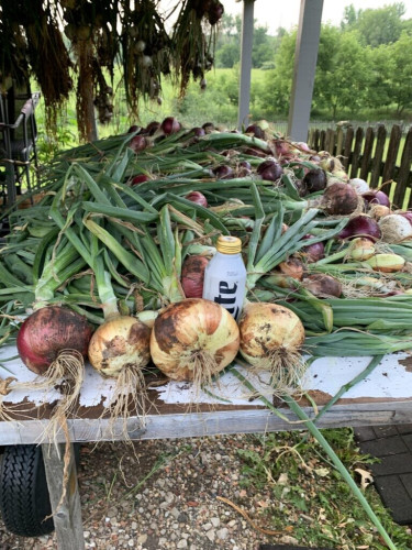 Onions Pulled…