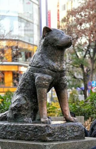 A photograph of the statue of Hachiko the dog beside Shibuya Station in Tokyo.