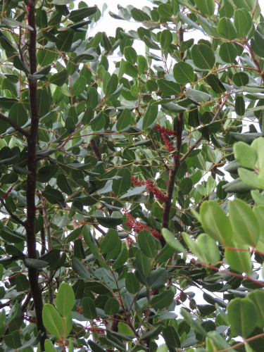 View into the branches on an overcast but brightly lit day. Compound leaves with slightly glossy elliptical leaflets emerge from branches. Also emerging directly from branches are reddish racemes of flowers that are not yet fully formed.