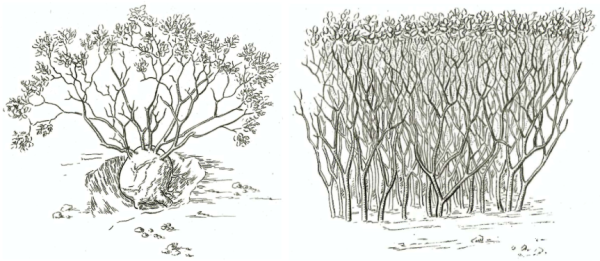 Two of the manzanitas from Jepson (1916): Arctostaphylos glandulosa (left) and Arctostaphylos nummularia (right). 
