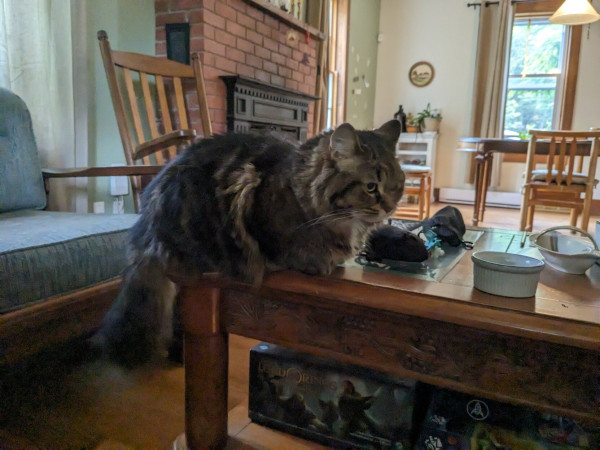 Cat in meatloaf position in the edge of a coffee table in a rustic living room.