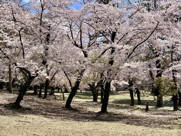 Cerisiers en fleur. Nara. Japon
