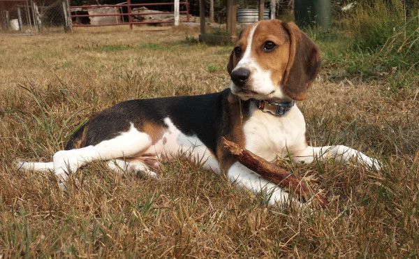 A 12 week old beagle puppy laying on dry grass, a stick laying across his arms, in the background is a gate to a pasture and a garden trough.