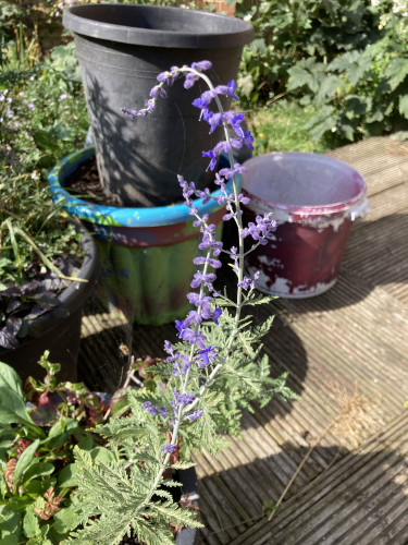 Outside garden, daytime, sunny. Foreground shows a long & curvy flower stalk with tiny purply blue flowers on each side of the stalk, all the way up. The foliage is feathery, pale green. Decking & pots & other flowers in the background.