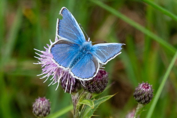A cornflower-blue butterfly, with open wings fringed with white sitting on a mauve, flowering thistle head. It has three little bites missing from its wings and its thorax is fluffy blue like a powder puff.