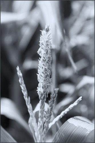 B&W photo of corn growing in my garden with a slight blue tone