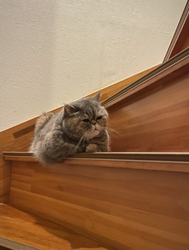 A photo of a grumpy-looking beige cat that appears to be sighing in the middle of a flight of stairs.