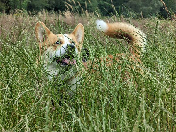 A stump legged bread fox (Corgi) stands in grass that is taller than he is. He is craning his neck in an attempt to see over it.