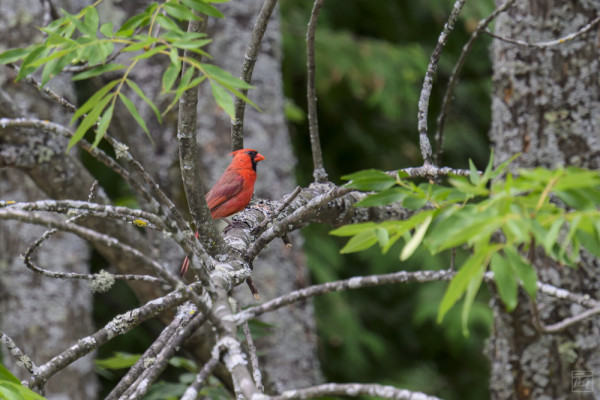 a male cardinal in a tree