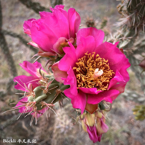 An image of Cholla cactus in full bloom.