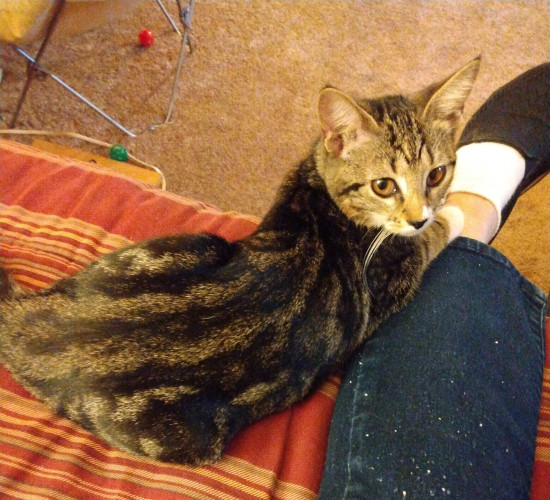 A tabby kitten is lying next to her CatMom's leg.  She is looking over her shoulder at the camera.