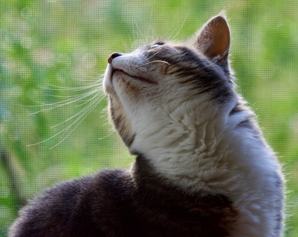 This is a shorthair cat with a grey back and a white throat. The cat sitting sideways from the point of view of the camera. Its right side towards you. However, it is bending its neck up and back as it looks over its shoulder. You can see all of its white chest, throat, and chin. All of this is against a green background. The cat is sitting in an open window. 
