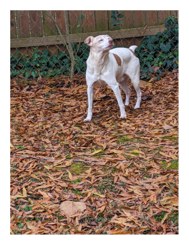 back yard. daytime. a small terrier with short white coat and brown markings stands, front legs spread wide, on fallen leaves. his head is up, eyes closed.
