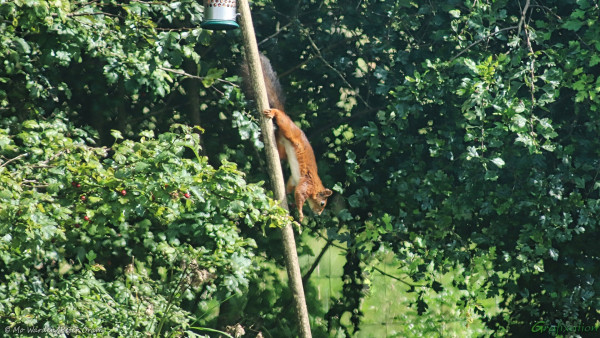 A wooded area with green leaves, some of which are oak. A straight wooden pole - which is leaning slightly over - has a bird peanut feeder just visible at the top. Halfway down the pole, with its head pointing downwards, is a red squirrel with a white underbelly and a dark, almost black, bushy tail. It is caught in a pose of scampering down the pole after raiding the peanuts.
