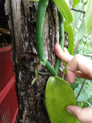 closeup on a vanilla vine showing thick stem, leaves, an older air root that's hugging the tree, a new pale green air root that's coming out of a node, and a tiny new leaf coming out of the same node.