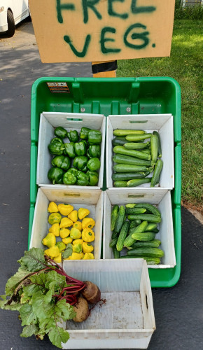A green garden cart with 5 white plastic totes of vegetables.  Clockwise from top left: Green bell peppers, zucchini,  cucumbers, beets, yellow sunburst squash.