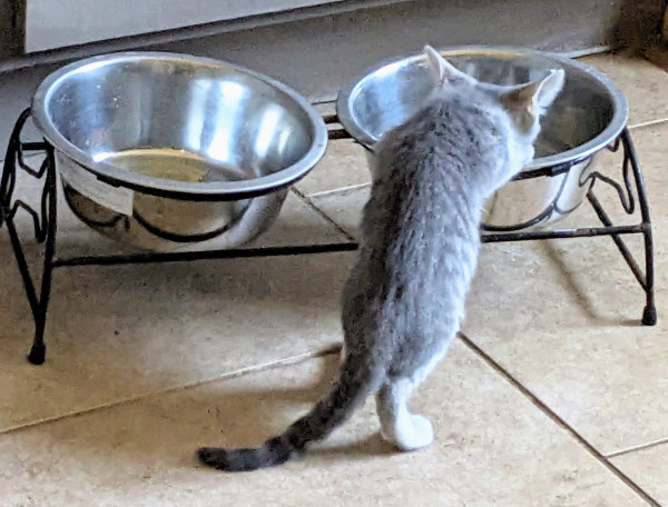 Silver and gray kitten standing on hind legs drinking water from a two-dish feed/water stand designed for a dog.