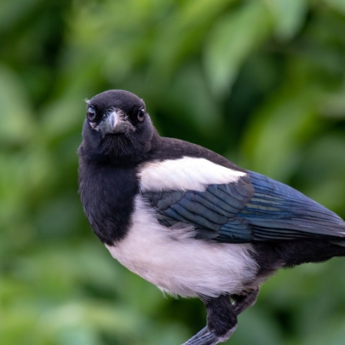 An image of a magpie facing the camera