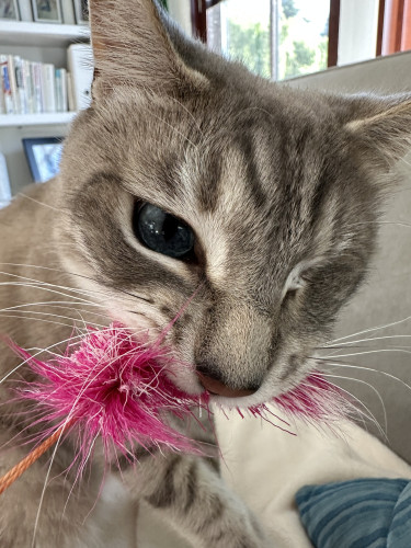 One-eyed
Siamese  w/pink toy in mouth