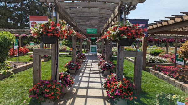 This is a large pergola shaped like a giant + sign.  The photo is taken down the middle of one section and you can see the other 2 sections off to the sides.  The area is used to promote Ball's PanAmerican Seed division.

The hanging baskets in the front sections are mixed red & white begonias.  The baskets in the distant section toward the back are pink, light purple & white petunias with trailing silver-green dichondra hanging down.  On the ground are at least a dozen pots with red & white impatiens.