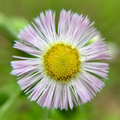 A close-up of a small daisy like flower. It’s petals are numerous, long, needle-like, starting white at the center and ending a light shade of lavender. The center has flattened yellow anthers, a darker circumference of yellow around  the center. There are a few flecks of dew on the petals that visually magnify the petals size. The background is faded green. 