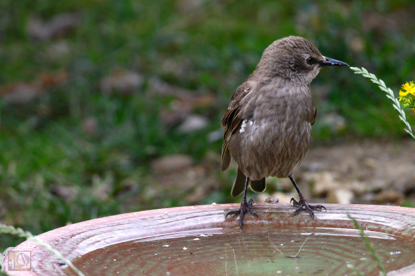 A young Starling with its grey feathers stood on a water bowl. 