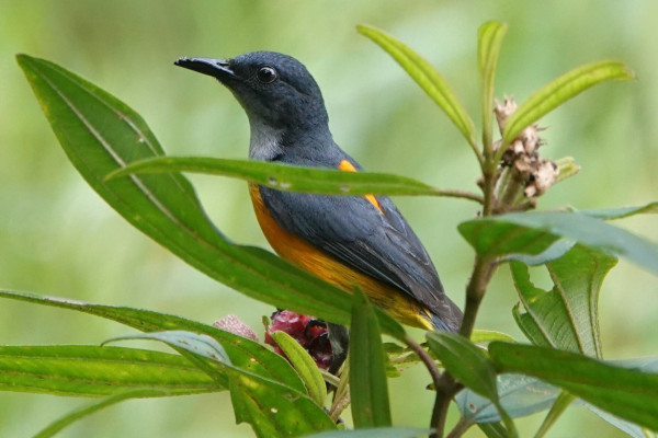 A small bird with blue head and wings, an orange belly and a large orange patch on its back.