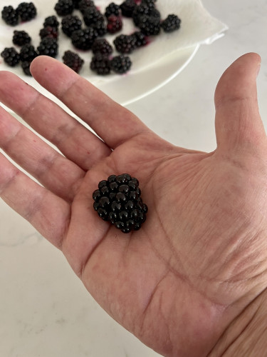 A big blackberry on my hand and a plate of blackberries in the background 