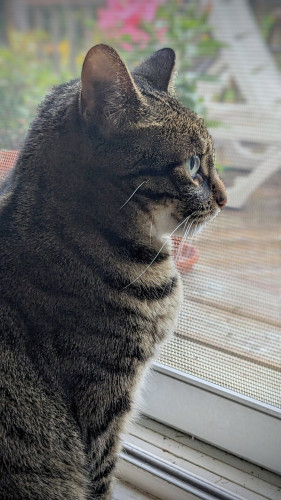 Profile view of a small tabby cat with big green eyes. She is sitting by the screen door and gazing outside. Her mouth curves upward in a little cat smile.