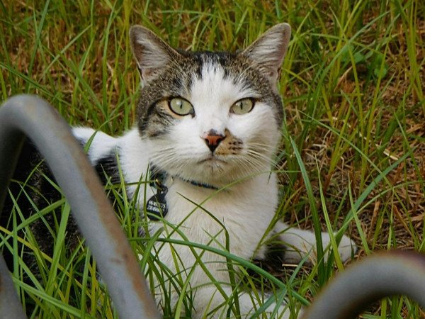 a white and grey tabby cat  in the grass ,   looking at the camera  with big light green eyes