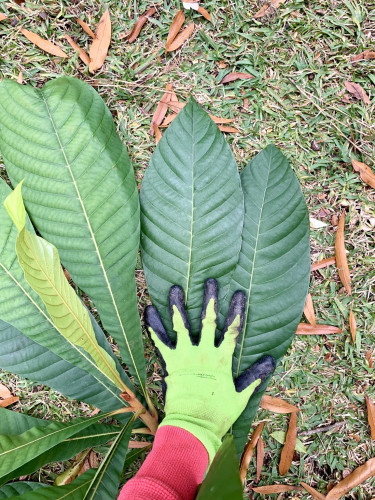 A trimmed back branch of a mamey sapote tree laying on the grassy ground. A green and black ill-fitting gloved hand is held at the base of the leaves for scale. My hands are a little bigger than glove hand size medium for perspective. The leaves are more than twice as long as my hand. The leaves are long and lanceolate. The younger leaves are a lighter pea green. The older leaves are dark emerald. 
