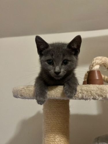 A Russian Blue kitten, about 7-8 weeks old, laying on a climber shelf with his front paws hanging off the front edge.