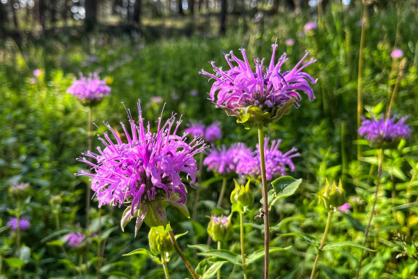 Many magenta-colored bee balm flowers, or wild bergamot, blooming all over this little, sunny meadow in between the trees. Each flower head is full of tufted, spiky little flower tubes atop green stems with small leaves that pollinators enjoy visiting.