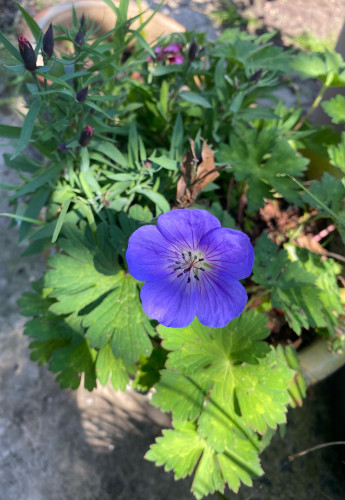 Five flat petals of vivid blue with fine purple veins and soft blue stamens above a bright pale green centre, against a background of mixed leaves. The astonishing Rozanne geranium greeting the year.