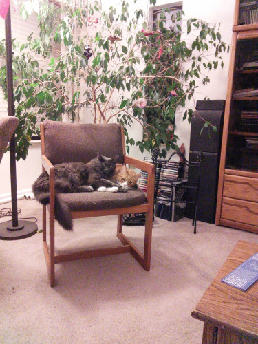 An enormously fluffy grey cat (Dusty) cuddled up with an orange tabby (Diablo) on a chair. Diablo's white socks peek out from under Dusty's floofy feet.

The chair is towards a corner between two windows. Behind the chair is a somewhat scraggly ficus with some wooden birds hanging in it.