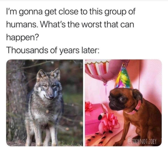 Meme format with text on top and two pictures so bottom. First pic is a wolf. Text reads "I'm gonna get close to this group of humans. What's the wrist that can happen? Thousands of years later:" Second pic is a little dog looking unamused with a party hat on a pink looking room with a pink present and a pink balloon.