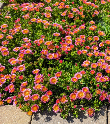 Very dense low growing succulent with many small Daisy-like flower heads.  The petals are bright pink and have a reflective shine.  The centers are yellow.