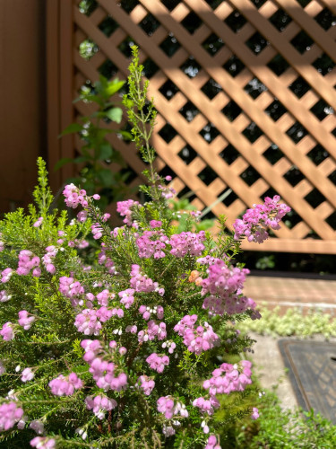 A close up of a small green heather bush in our patio garden, covered in many clusters of tiny pink flowers. In the background is some mint, a low growing sedum, and the lattice of the fence in the morning sun. 