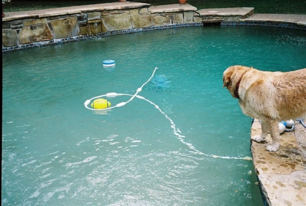 A dog stares at a football floating in the middle of a pool ￼