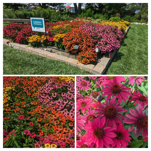A collage of 3 photographs.  The top, larger picture is A bed full of very colorful coneflowers.  The colors range includes white, yellow, pink, orange, purple. The other two smaller photos are closer views of the flowers.