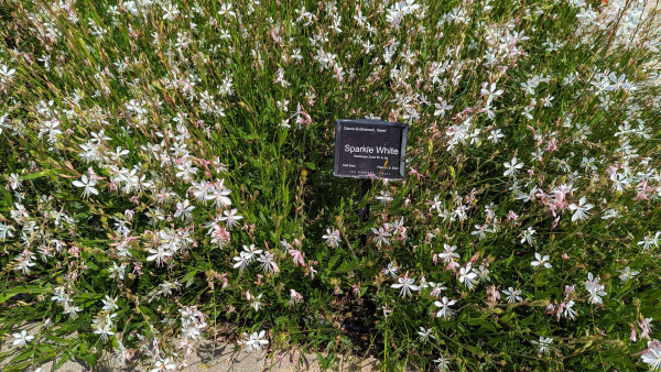 A fluffy plant about 18" tall with white and pink flowers.