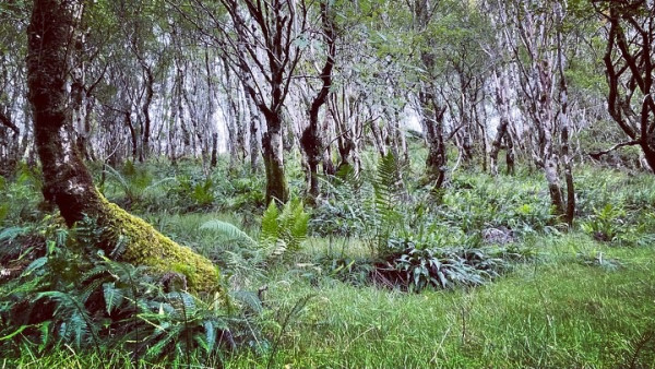 Loads of tree trunks standing out of grass and ferns.